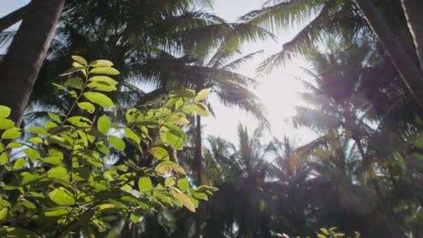 Día Soleado Selva Bosque Tropical Vista Inferior Las Coronas Exuberantes — Vídeos de Stock