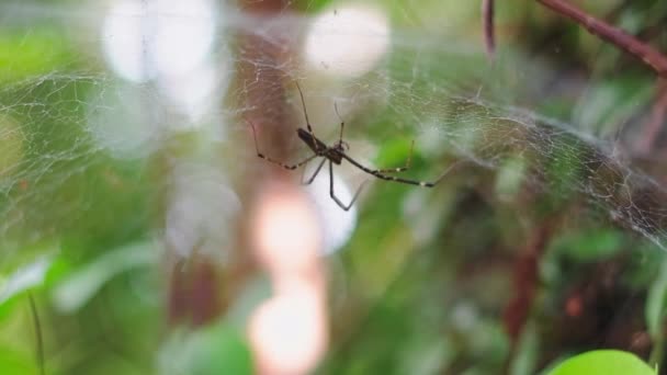 一只长着长腿的蜘蛛坐在一张网上 森林掠夺性昆虫 热带雨林里密布的网 模糊的森林背景 — 图库视频影像