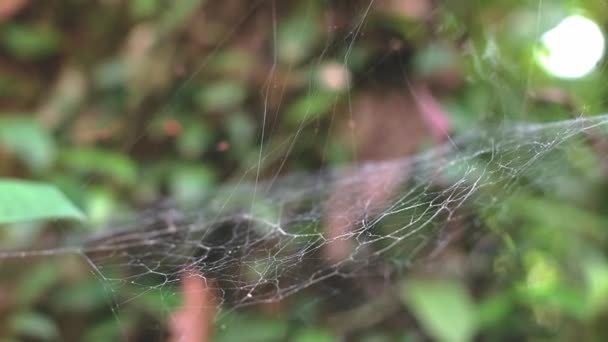 Une Araignée Aux Longues Pattes Est Assise Sur Une Toile — Video