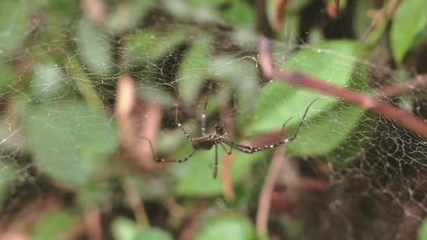 Una Araña Con Patas Largas Sienta Una Tela Insecto Depredador — Vídeos de Stock