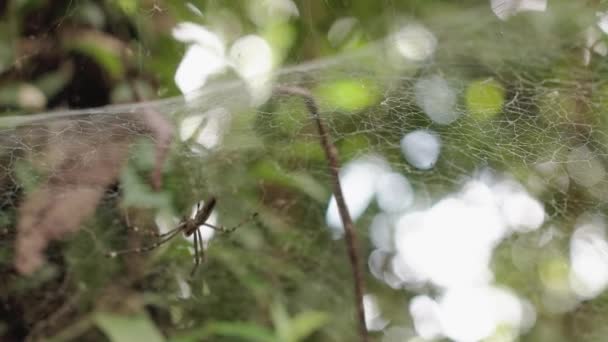 Pavouk Dlouhýma Nohama Sedí Pavučině Lesní Dravý Hmyz Hustá Síť — Stock video