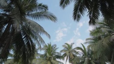 Ormanda güneşli bir gün. Tropikal bir orman. Bereketli palmiye ağaçlarının ve tropikal ağaçların en alt manzarası. Beyaz bulutlu mavi gökyüzü. Dokunulmamış doğa.