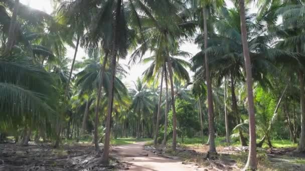 Ein Langsamer Spaziergang Durch Den Regenwald Kokospalmen Waldwege Zwischen Palmen — Stockvideo