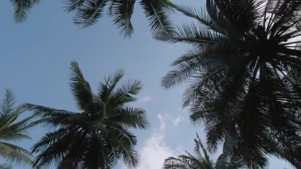 Сонячний День Джунглях Тропічний Ліс Вид Знизу Корони Пишних Пальм — стокове відео