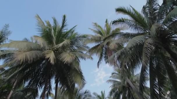 Сонячний День Джунглях Тропічний Ліс Вид Знизу Корони Пишних Пальм — стокове відео
