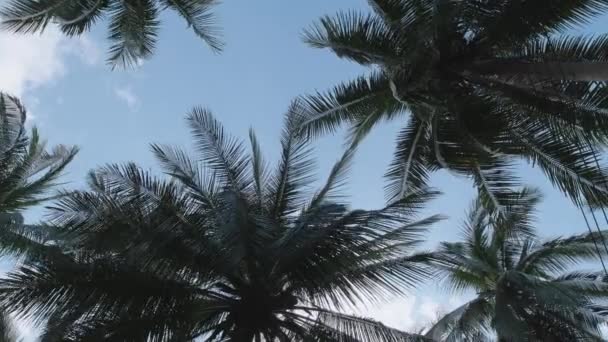 Día Soleado Selva Bosque Tropical Vista Inferior Las Coronas Exuberantes — Vídeo de stock