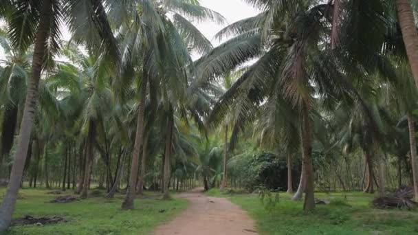 Ein Langsamer Spaziergang Durch Den Regenwald Kokospalmen Waldwege Zwischen Palmen — Stockvideo