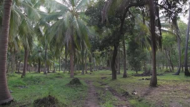 Une Marche Lente Travers Forêt Tropicale Plantations Cocotiers Sentiers Forestiers — Video