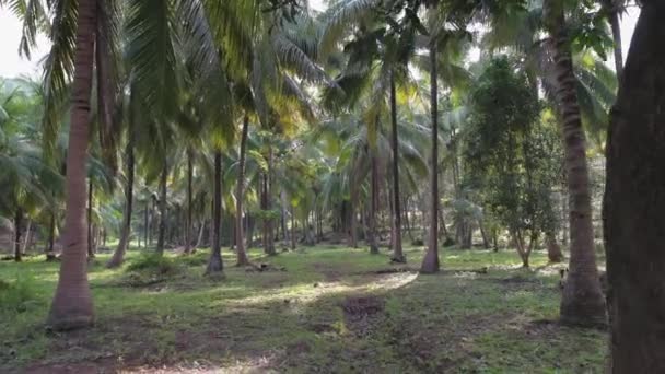 Slow Walk Rainforest Coconut Tree Plantations Forest Paths Palm Trees — Stock Video
