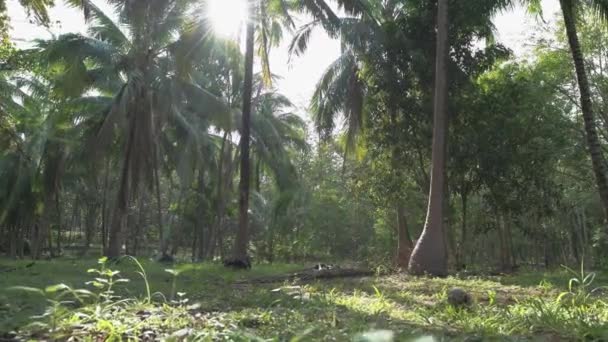 Lento Paseo Por Selva Tropical Plantaciones Cocoteros Caminos Forestales Entre — Vídeos de Stock