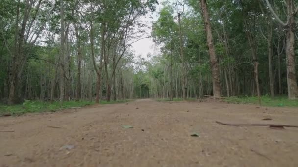 Lento Paseo Por Selva Tropical Plantaciones Cocoteros Caminos Forestales Entre — Vídeos de Stock