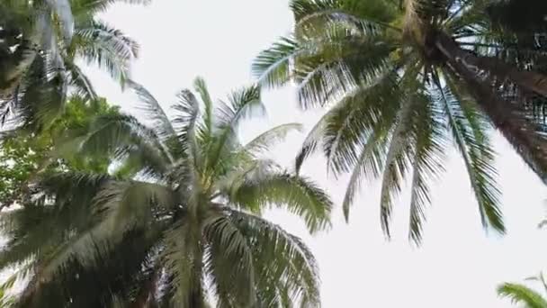 Dia Ensolarado Selva Uma Floresta Tropical Vista Inferior Sobre Coroas — Vídeo de Stock