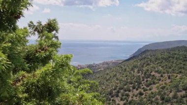 Ardıç kapanıyor. Ardıç iğneleri ve böğürtlen. Deniz kenarındaki kayalık arazi. Açık yaz günü.