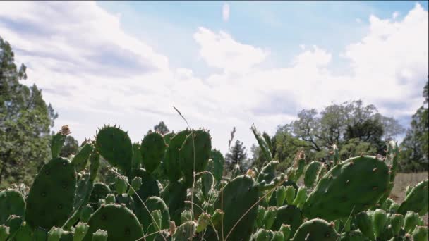 Gros Plan Sur Les Cactus Paysage Désertique Succulents Lors Une — Video