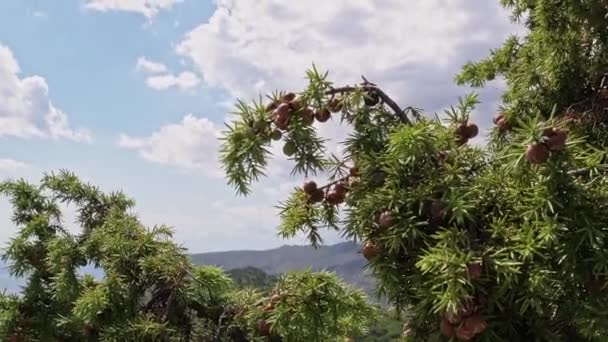 Juniper Kapat Ardıç Iğneleri Böğürtlen Deniz Kenarındaki Kayalık Arazi Açık — Stok video