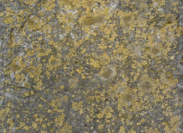 Yeşil ve sarı yosun arka plan. Taşlarda doğal desen. Bitki oluşumu ile bir kayayakın çekim. Taş üzerinde küf.