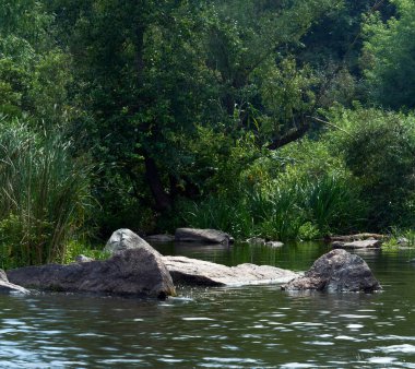 Güneşli bir yaz gününde çimenli, ağaçlı ve ormanlı güzel bir göl. 