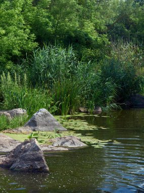Güneşli bir yaz gününde çimenli, ağaçlı ve ormanlı güzel bir göl.               