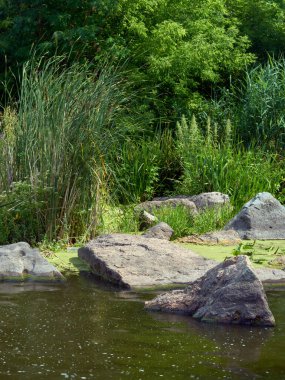 Güneşli bir yaz gününde çimenli, ağaçlı ve ormanlı güzel bir göl. 