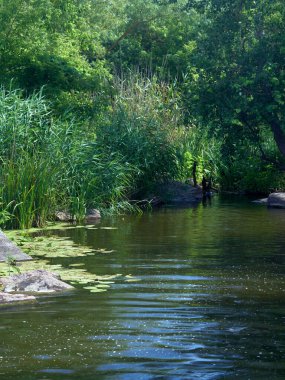 Güneşli bir yaz gününde çimenli, ağaçlı ve ormanlı güzel bir göl. 
