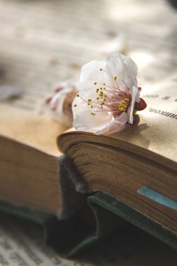 Açık kitap üzerine Kayısı çiçek