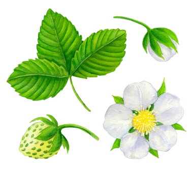 Toplama çilek, çiçek, tomurcuk ve suluboya ile boyalı ve beyaz arka plan üzerinde izole yaprak.