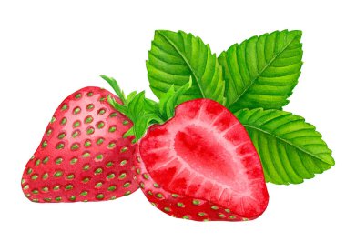 Çilek, çilek yarım ve yaprak suluboya ile boyalı ve üzerinde beyaz izole.