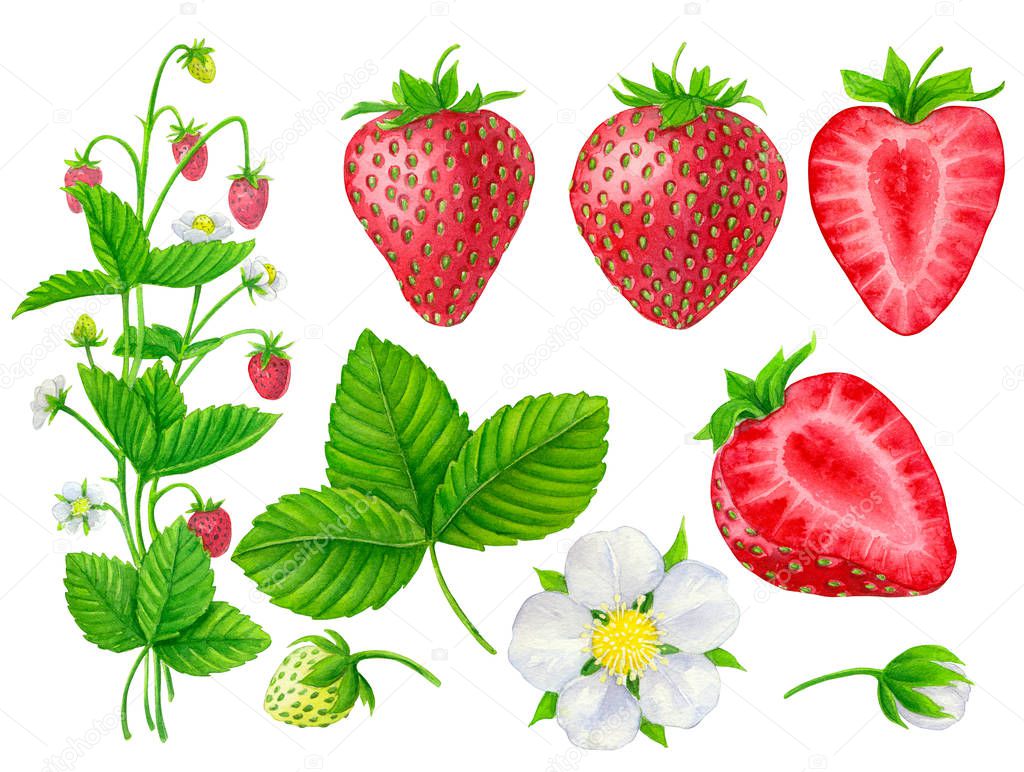 Collection of strawberries, strawberry plant, flower and leaf painted with watercolors isolated on white.