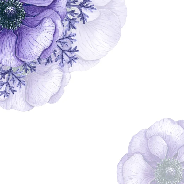 Watercolor Background Violet Anemone Flowers Space Text — Stock Photo, Image