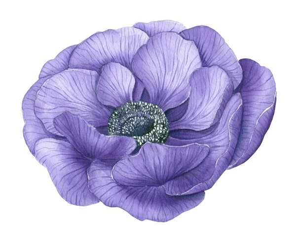 Violette Anemonenblume Mit Aquarellen Auf Weißem Hintergrund Bemalt — Stockfoto