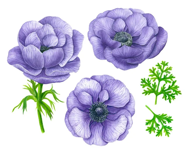 Set Violet Anemone Flowers Leaves Painted Watercolor Isolated White Elements — Stock Photo, Image