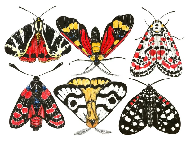 Suluboya ve mürekkep ile boyalı 6 pervane seti.