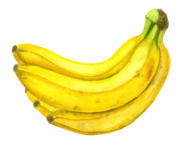 Plátanos Pintados Con Acuarelas Aislados Sobre Fondo Blanco —  Fotos de Stock