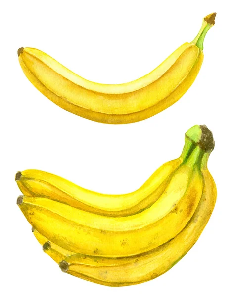 Plátanos Pintados Con Acuarelas Aislados Sobre Fondo Blanco —  Fotos de Stock