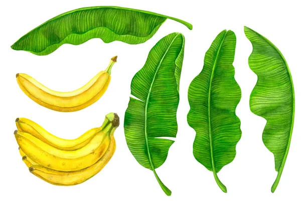 Colección Fruta Plátano Hojas Pintadas Con Acuarelas Aisladas Sobre Fondo —  Fotos de Stock