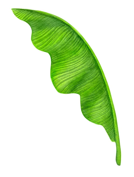 Banana Leaf Målade Med Akvareller Och Isolerad Vit Bakgrund Elemement — Stockfoto