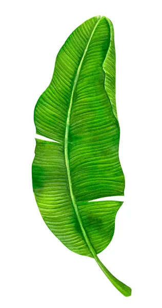 Banana Leaf Målade Med Akvareller Och Isolerad Vit Bakgrund Elemement — Stockfoto