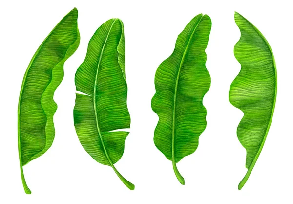 바나나의 컬렉션 바탕에 수채화로 그리고 나뭇잎 디자인에 Elemement — 스톡 사진