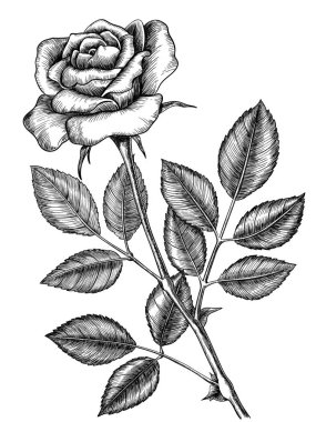 El gül izole üzerinde beyaz arka plan çekilmiş. Tasarım öğesi.