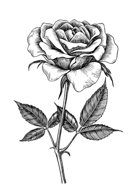 Rose Dessinée Main Isolée Sur Fond Blanc Élément Conception — Image vectorielle