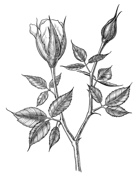 Rose Dessinée Main Isolée Sur Fond Blanc Élément Conception — Image vectorielle