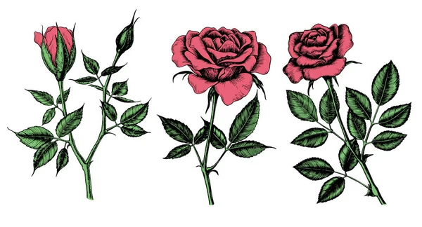 Collection Roses Dessinées Main Isolées Sur Fond Blanc Éléments Conception — Image vectorielle