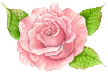 Pembe gül beyaz arka plan üzerinde izole suluboya ile boyalı.