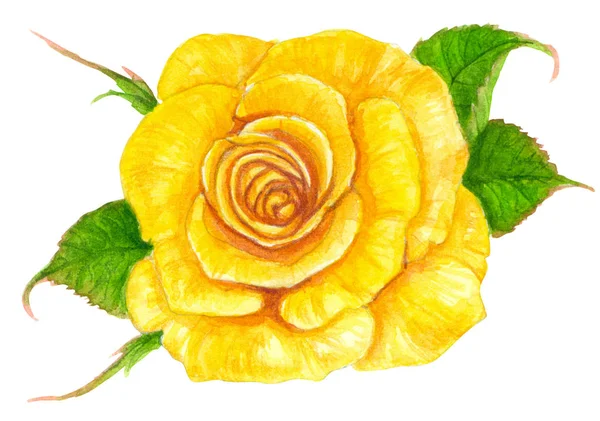 Κίτρινο Τριαντάφυλλο Ζωγραφισμένα Ακουαρέλες Που Απομονώνονται Λευκό Φόντο — Φωτογραφία Αρχείου