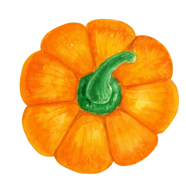 白で隔離水彩絵の具で描かれたオレンジ色のカボチャ — ストック写真