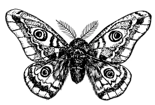 Χέρι Που Εικονογράφηση Μιας Πεταλούδας Αυτοκράτορα Λευκό Φόντο — Διανυσματικό Αρχείο