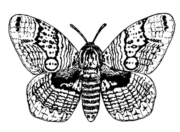 Χέρι Που Εικονογράφηση Μιας Πεταλούδας Brahmin Λευκό Φόντο — Διανυσματικό Αρχείο