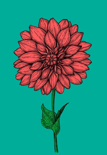 Dahlia Flor Mão Ilustração Desenhada —  Vetores de Stock