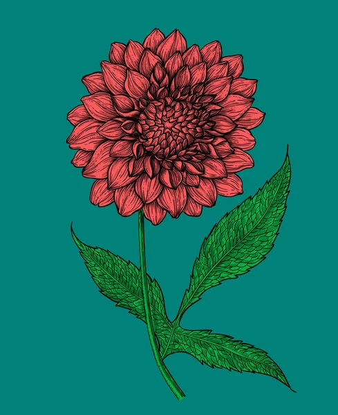 ダリアの花の手描きイラスト — ストックベクタ