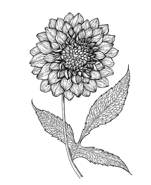Dahlia Flor Ilustración Dibujada Mano — Archivo Imágenes Vectoriales